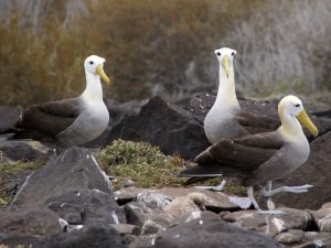 Альбатросы на острове Эспаньола фото